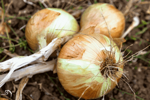 Three large onions with light brown skin and green shoots growing from the top, partially covered in soil in a garden bed