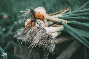 Freshly harvested onions with roots on a wooden crate