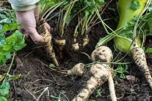 A person's hand pulling out a parsnip from the soil with a yellow squash in the background