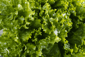 Close-up of fresh, curly green lettuce leaves