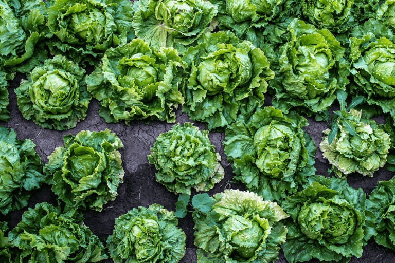 A field of green lettuce plants arranged in rows at different stages of growth