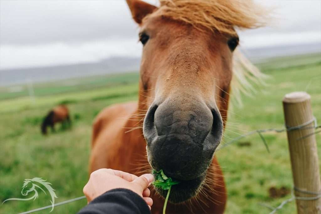 A brown horse with a blonde mane being fed a green leafy plant (possibly lettuce) in a green field with a wooden fence, another horse grazing, and a mountain range in the distance