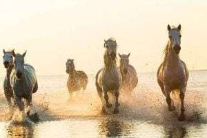 A group of horses of different colors running through shallow water at sunrise or sunset