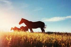 Two dark horses grazing in a field of tall grass during sunrise or sunset