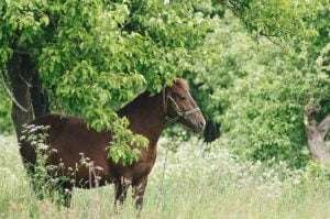 A brown horse wearing a bridle stands in a field of tall grass under a green tree.