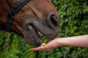A brown horse wearing a black bridle being fed a treat by a pale hand against a green foliage background