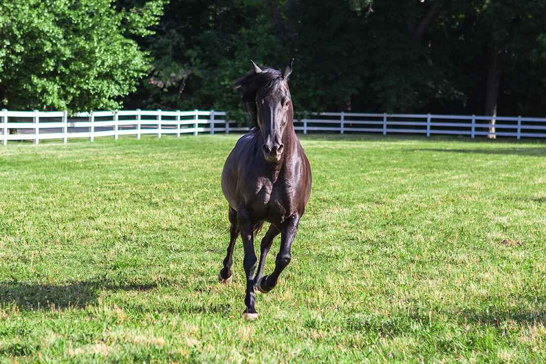 A black horse galloping in a lush green field with a white fence and trees in the background