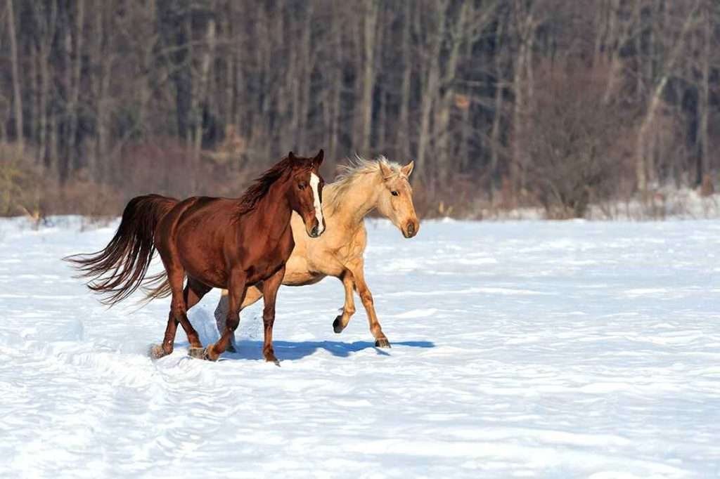 Two horses, a chestnut brown and a palomino, running side by side in a snow-covered field with trees and blue sky in the background