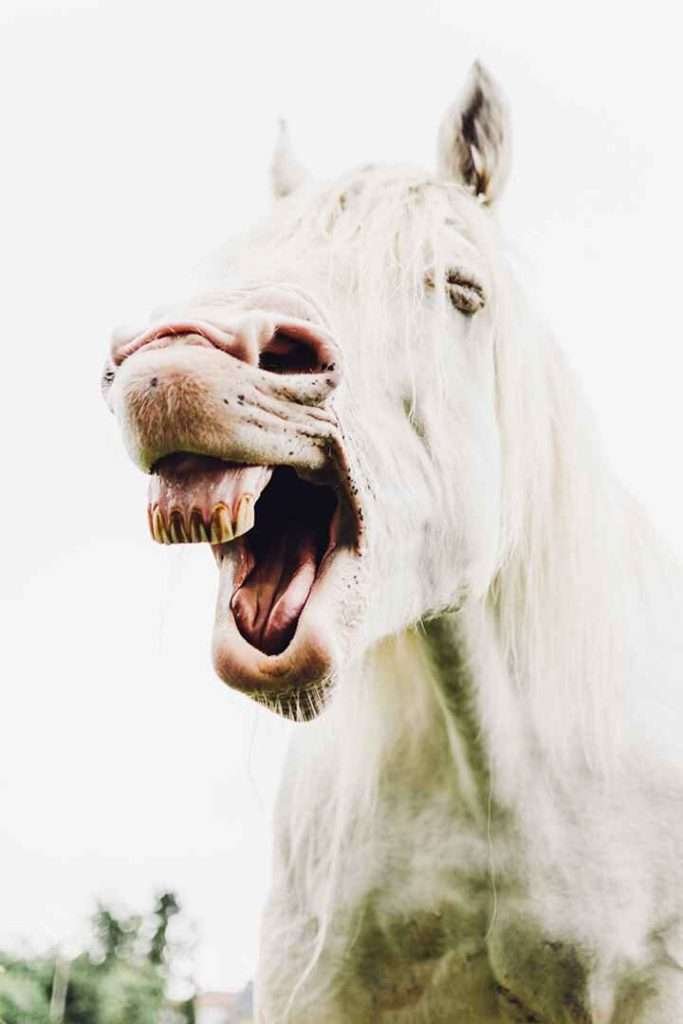 A white horse with an open mouth and unkempt mane in a field