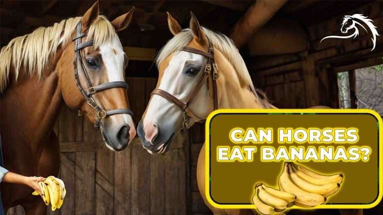 Can Horses Eat Bananas - Two brown horses with white markings in a stable, with a yellow text box asking if horses can eat bananas
