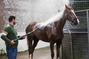 A man wearing a green jacket and blue jeans washes a brown horse with a white stripe on its face with a hose, creating a mist around the horse, in front of a brick wall and a metal gate