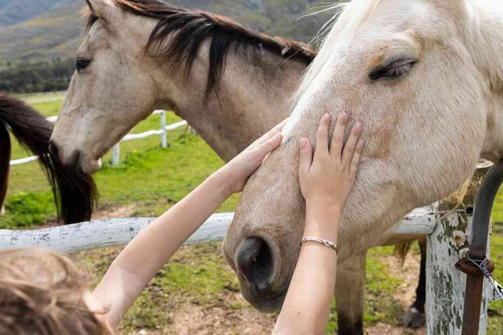 10 10 10 horse feed | Two brown and white horses stand near a white fence in a green field with mountains in the background, one being petted on the nose by a person's hand