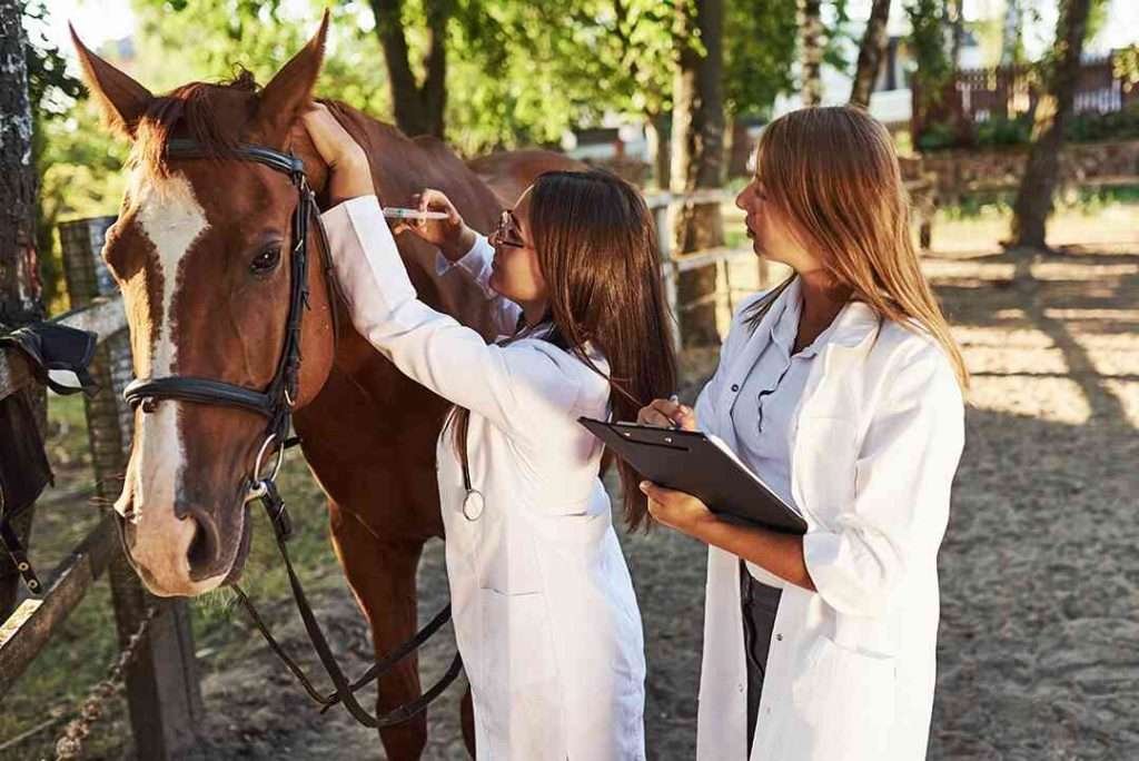 Two veterinarians examine a brown horse with a white stripe on its face and a bridle in an outdoor setting with trees and a fence in the background