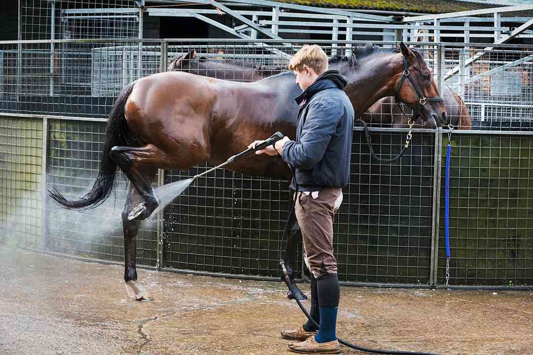 A person in a jacket and jeans washes a brown horse with a black mane and tail in a fenced area with a concrete floor and a blue water trough in the background