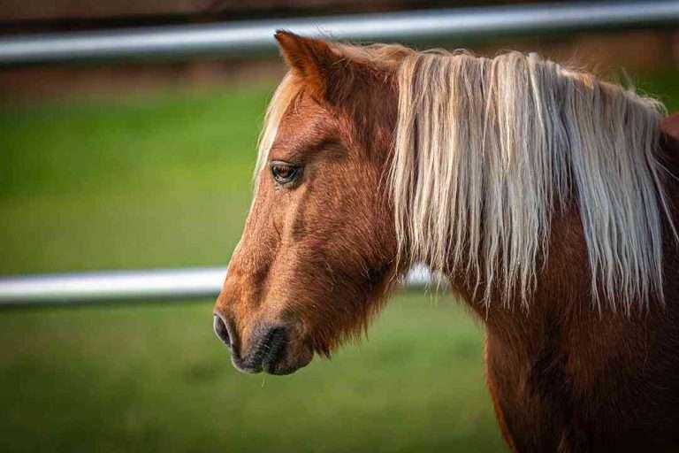 A brown horse with a white mane stands in a grassy field with a metal fence and trees in the background.