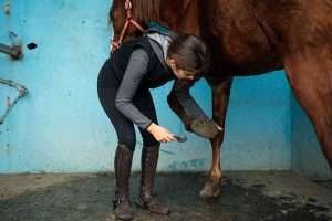 A woman cleaning a horse’s hoof in a stable