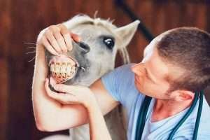 A veterinarian checking the teeth of a white horse in a barn | horse dental care for better digestive health
