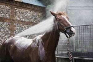 A brown horse wearing a black halter is sprayed with water in front of a brick wall and a metal fence, its body wet and shiny, its mane and tail wet and tangled, its eyes closed and mouth open as if enjoying the water