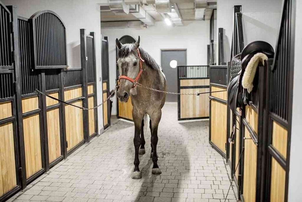 A gray horse wearing a red halter and being led by a red lead rope walks down a stable aisle lined with wooden stalls with black bars on top, with a saddle and saddle pad hanging on the wall to the right, on a concrete floor with white walls and diffused lighting.
