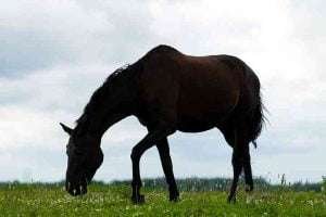 A dark brown horse with a black mane and tail grazes in a green field with white flowers and a blue sky with white clouds in the background