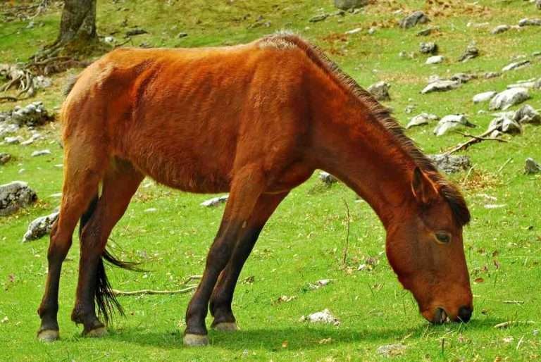 A weak, middle-aged horse grazing in a green field struggling to eat grass