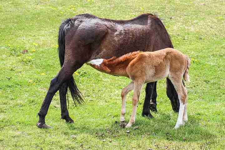 Newborn Foal Hooves