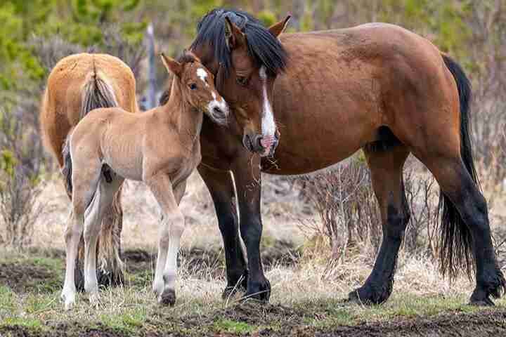 Can Pregnant Horses Eat Bananas