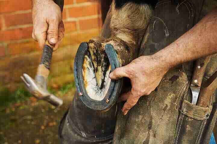 Why-Do-Horses-Need-Shoes | Horse Hoof Protection