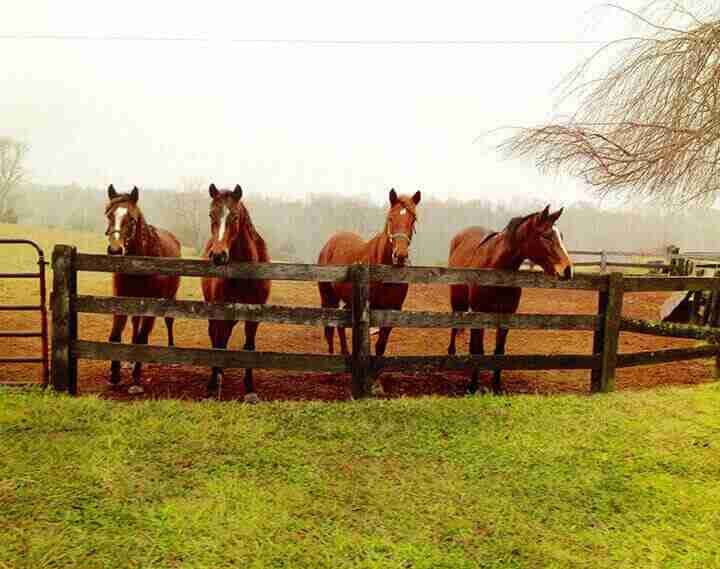 beautiful-thoroughbred-horses-waiting-for-horse-owner
