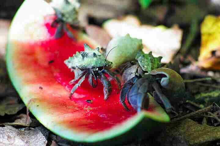 Watermelon for Pregnant Horses | can Pregnant Horses eat Watermelon
