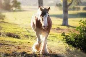 Clydesdale foals