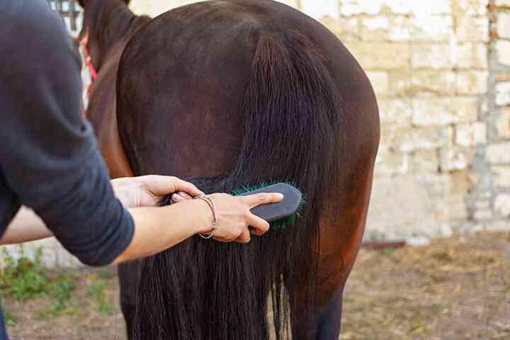 Horse Tail Hair Regrowth Natural Remedies for a Lustrous Mane