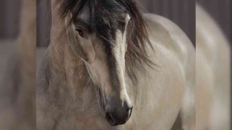 buckskin-golden - andalusian-horse