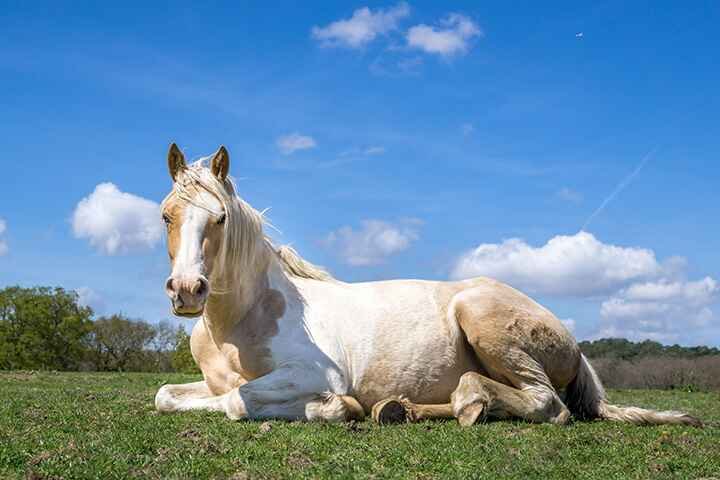 Can Pregnant Horses Eat Yogurt
