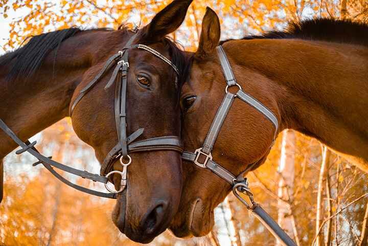 best Horse names | a horse pair