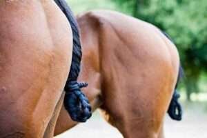excessive horse tail rubbing