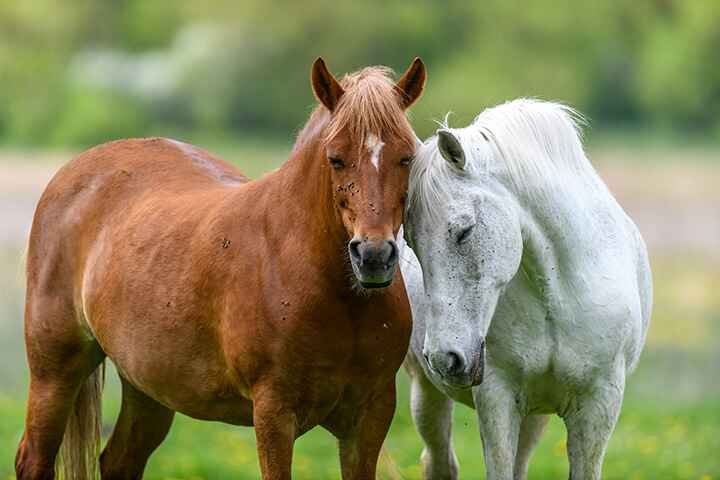 best Horse names | white and brown horse pair