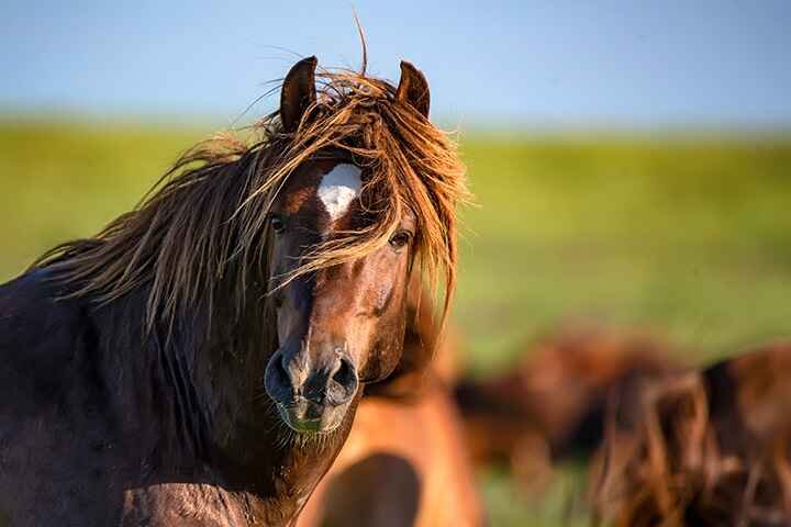 best Horse names | horse with beautiful mane hairs