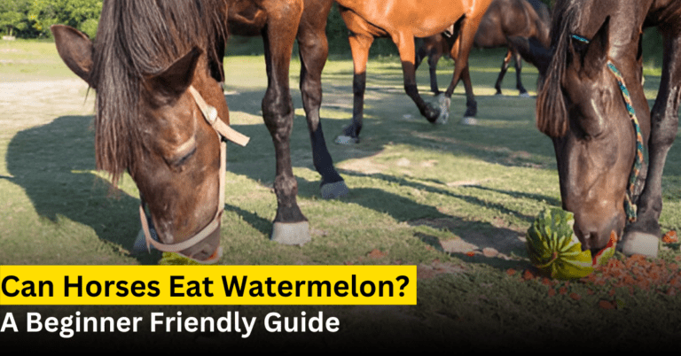 can horse eat watermelon