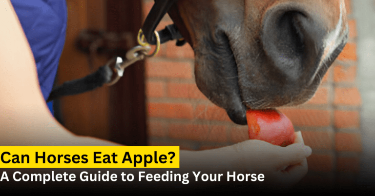 Can Horses Eat Apples