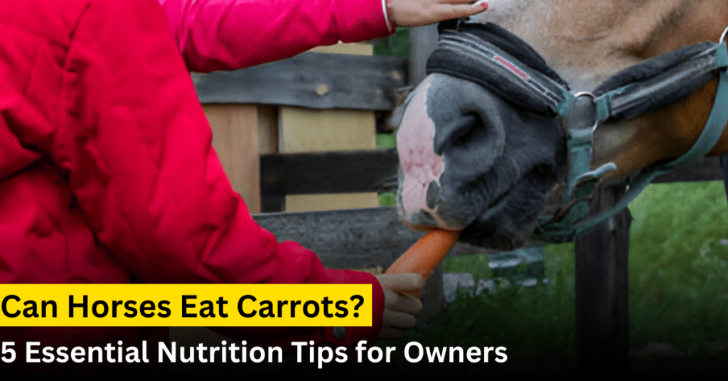 can horses eat carrots