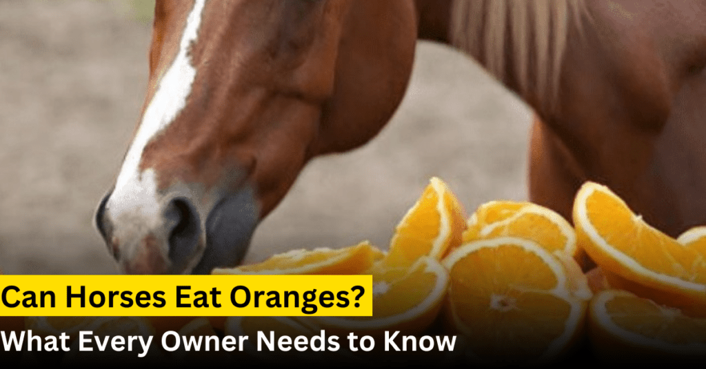 can horse eat oranges