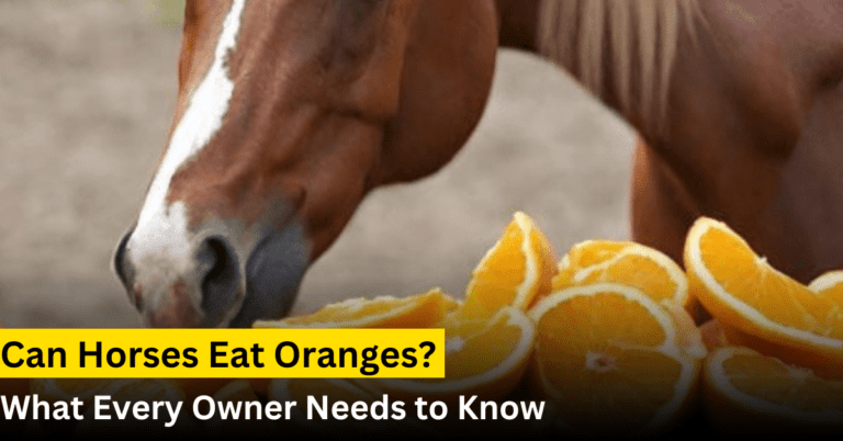 can horse eat oranges