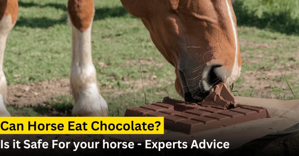 can horse eat choclate