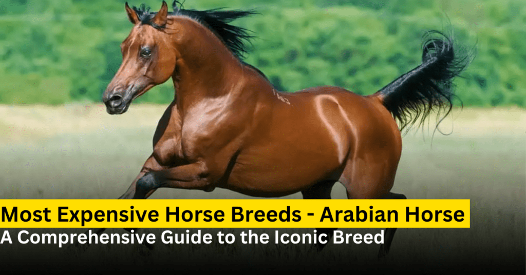 arabian horse breed